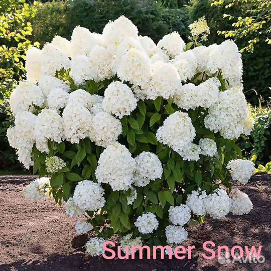 Гортензия метельчатая черенки, сорта разные