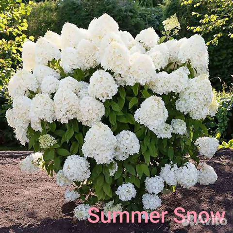 Гортензия метельчатая черенки, сорта разные