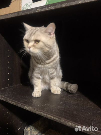 Шотландская кошка