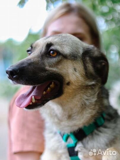 Небольшая, молодая, ласковая собака из приюта