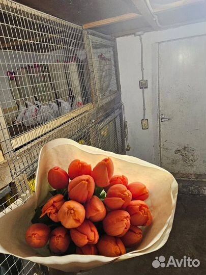 Тюльпаны на 8 марта