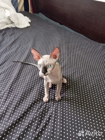 Сфинкс мальчик