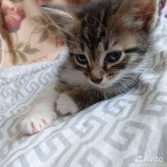 Кошки в добрые руки бесплатно
