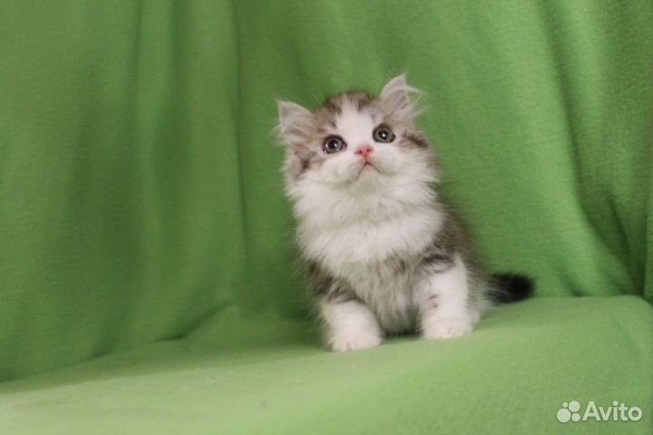 Шотландский красавчик хайленд страйт