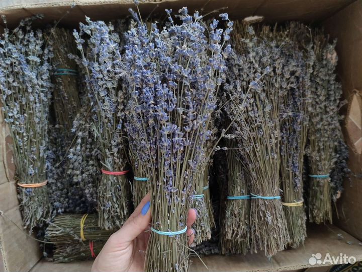 Лаванда сухоцвет