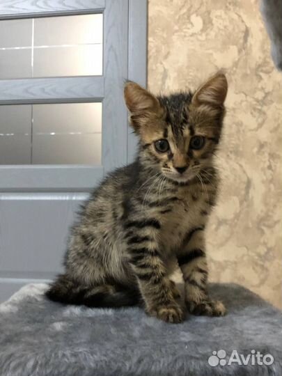 Бенгальский котенок