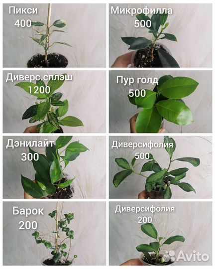 Фикусы разные