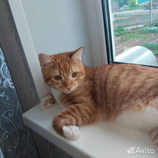 Котик ищет дом