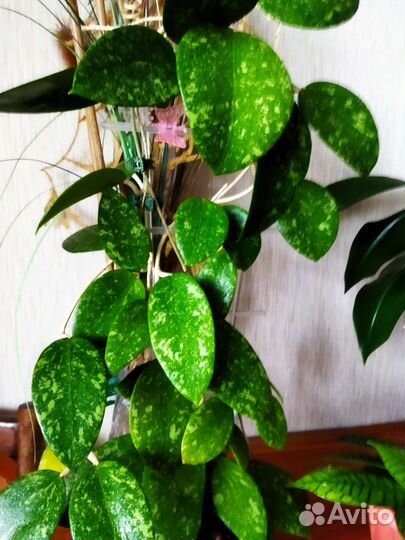 Хойя калимантан, акута и др