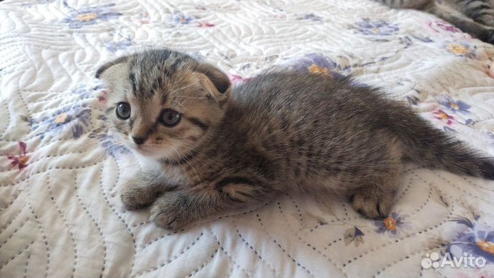 Британский вислоухий кот