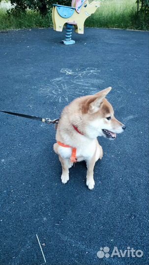 Щенки сиба шиба ину