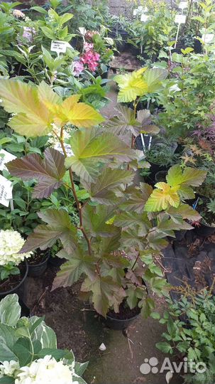 Пузыреплодник