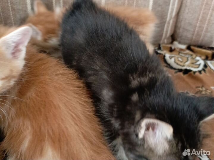 Котята курильский бобтейл