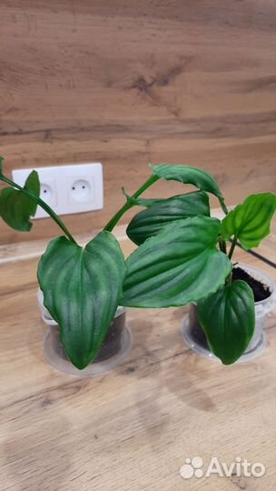 Дримиопсис