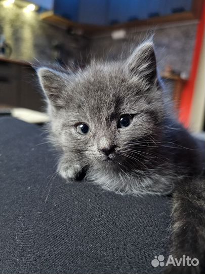 Котята сибирской кошки