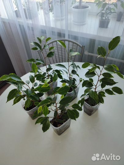 Молодые фикусы