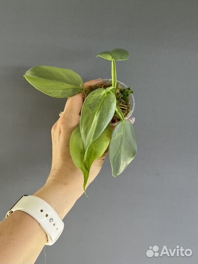 Филодендрон Silver Sword var