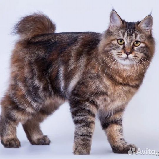 Курильский бобтейл