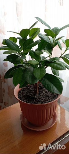 Фикус Бокальчатоприлистниковый, или Циатистипула