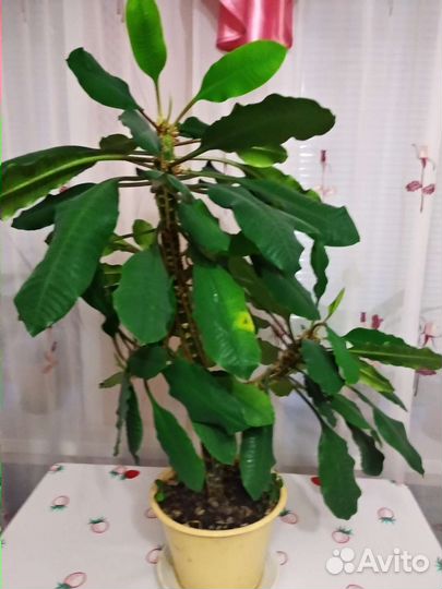 Комнатные цветы