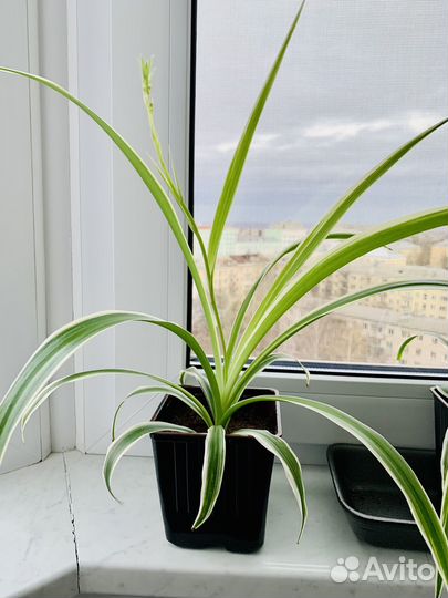 Хлорофитум