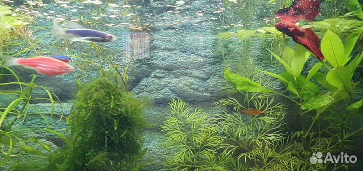 Аквариум