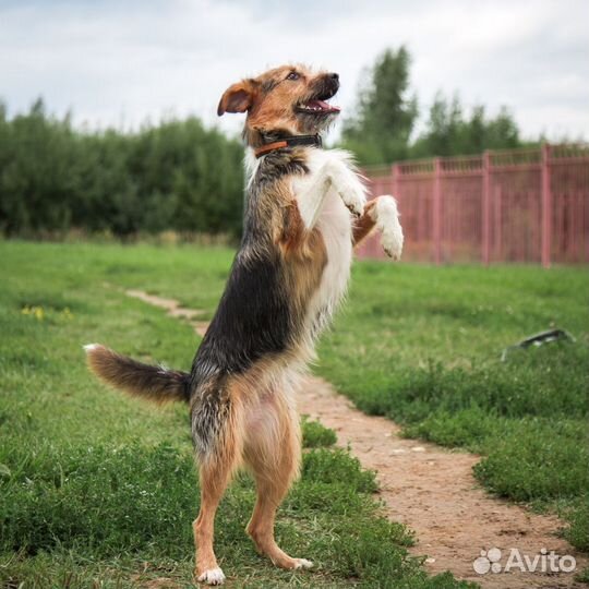 Бэлла ищет дом
