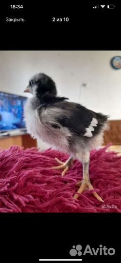 Цыплята подрощенные