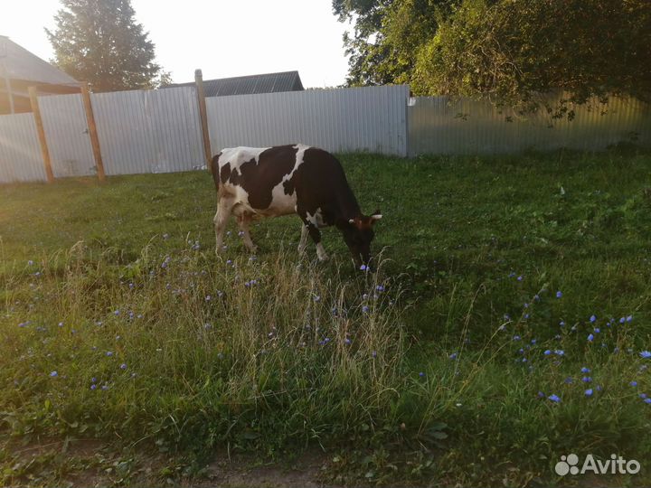 Корова дойная