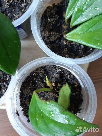 Хойя Pubicalyx royal Hawaiian purple