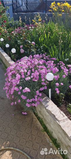 Многолетние цветы