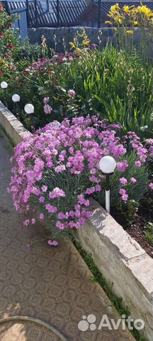 Многолетние цветы