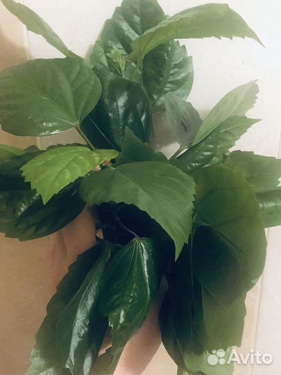 Гибискус китайская роза