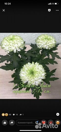 Хризантема