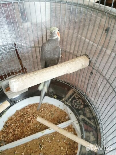 Попугай корелла с клеткой