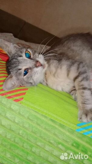 Кошка в дар