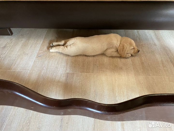 Вязка лабрадор