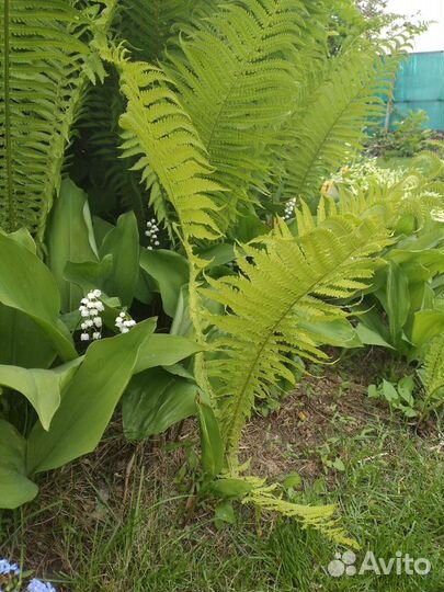 Папоротник