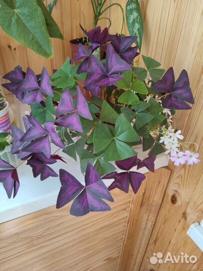 Оксалис кислица