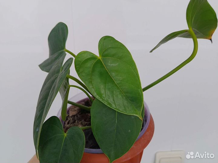 Антуриум Карма Дарк Ред