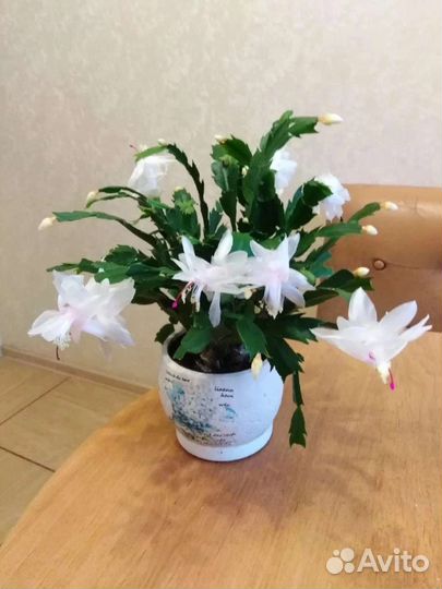 Неприхотливые суккуленты, черенки фикусов