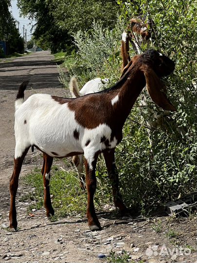 Козье молоко, сыр, мороженое