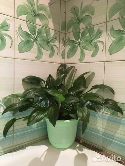 Дримиопмис большой и маленький