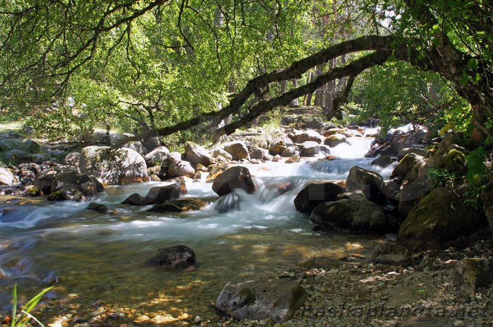 Участок 1,3 га (СНТ, ДНП)