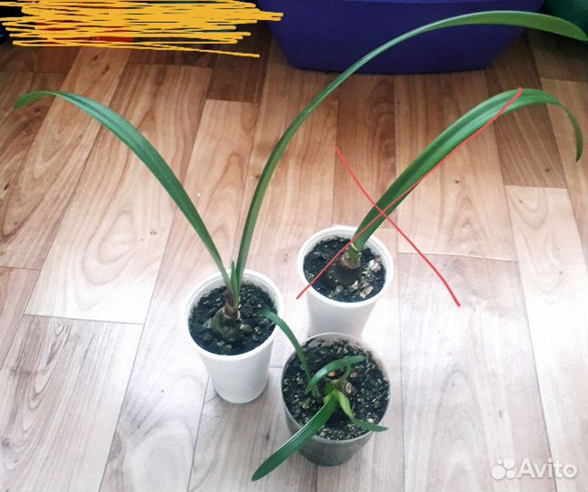 Гиппеаструм (детки)