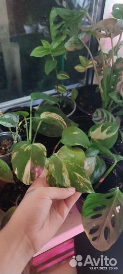 Комнатные растения обмен бесплатно