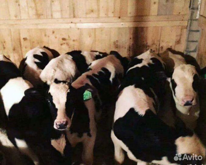 Бычки на откорм