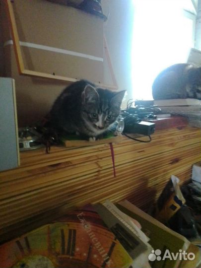 Кот и кошка Чук и Гек