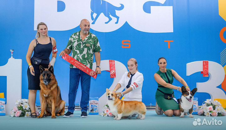 Вязка корги Чемпион