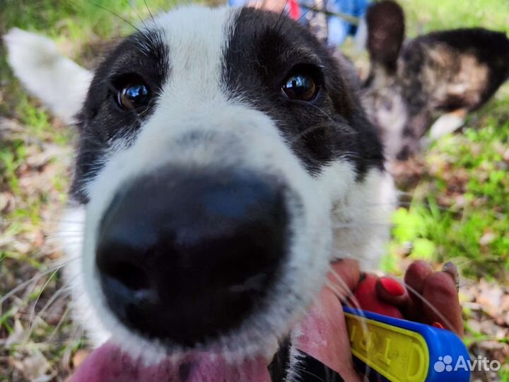 Собака в добрые руки